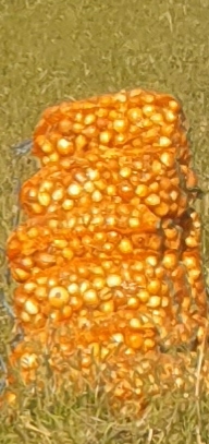 Cebolla de semilla