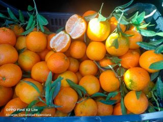 Transporte de frutas bandy, venta de mandarinas orgánicas, recolectadas