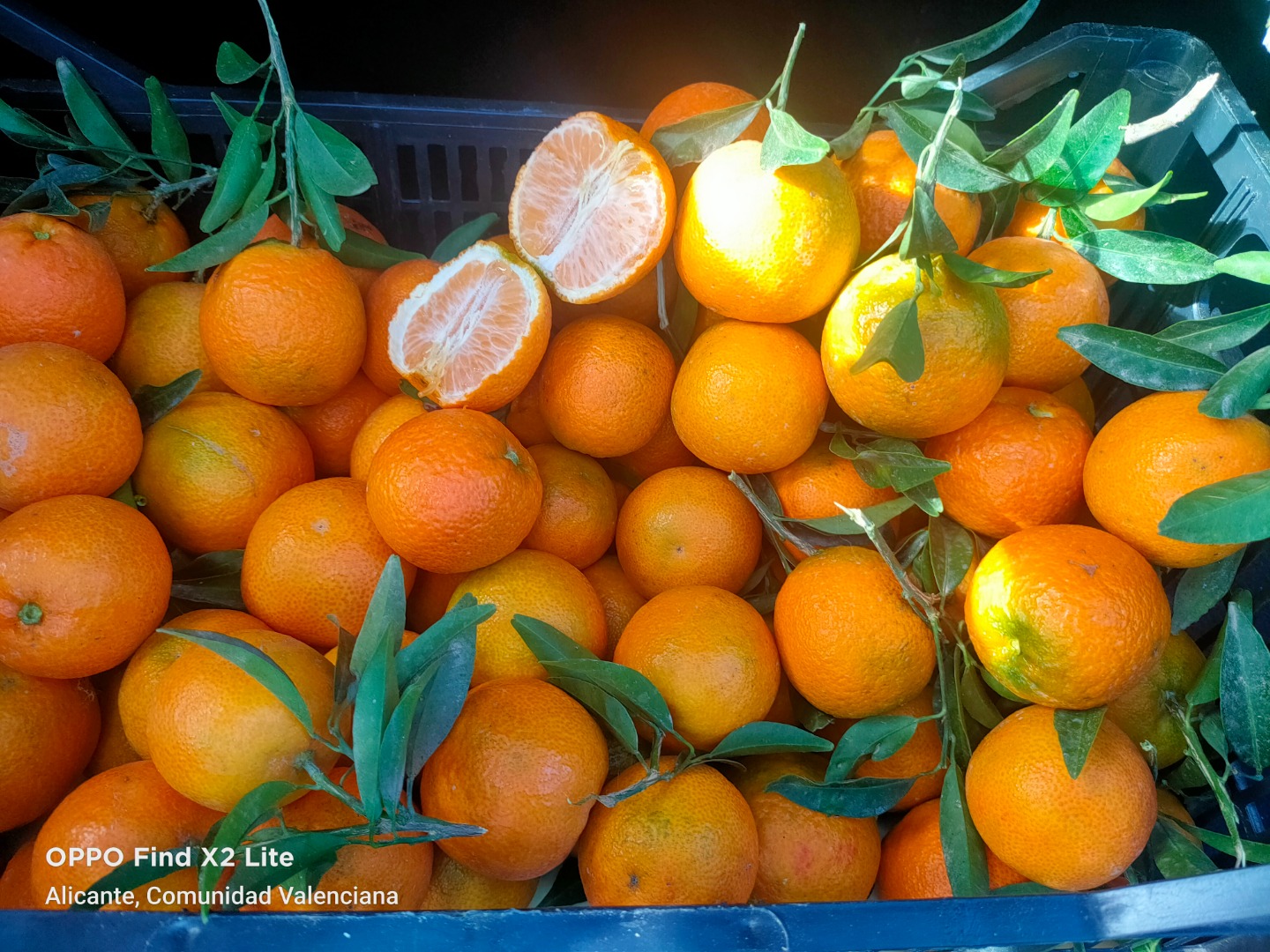 Transporte de frutas bandy, venta de mandarinas orgánicas, recolectadas y envueltas directamente en el huerto
