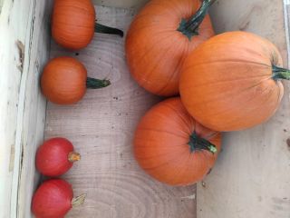 Calabazas para la venta, Hokkaido, Gomez, Spitfire