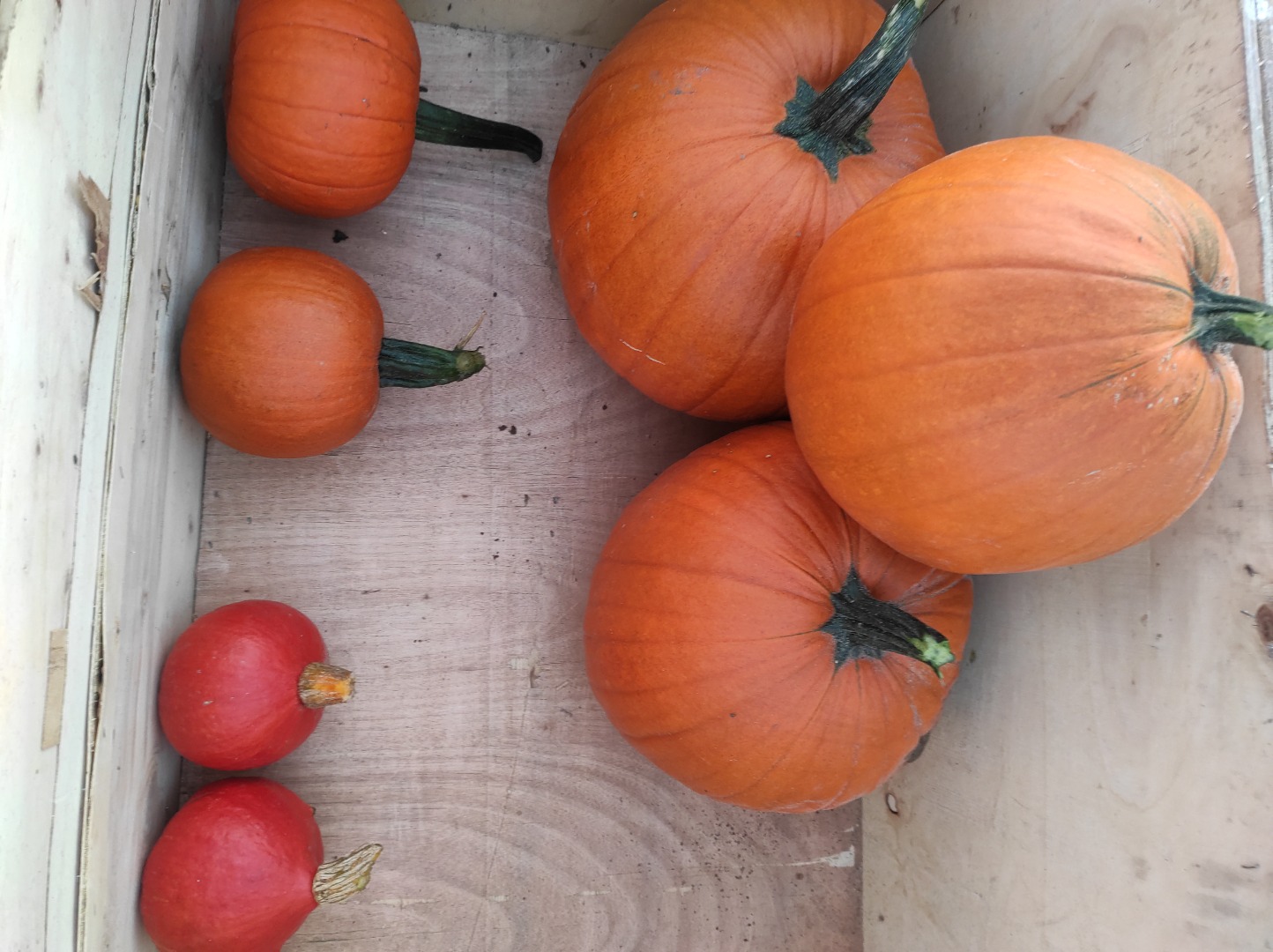 Calabazas para la venta, Hokkaido, Gomez, Spitfire