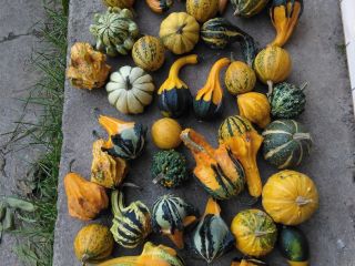 Venderé una calabaza decorativa, unas 1000 piezas, cerca de