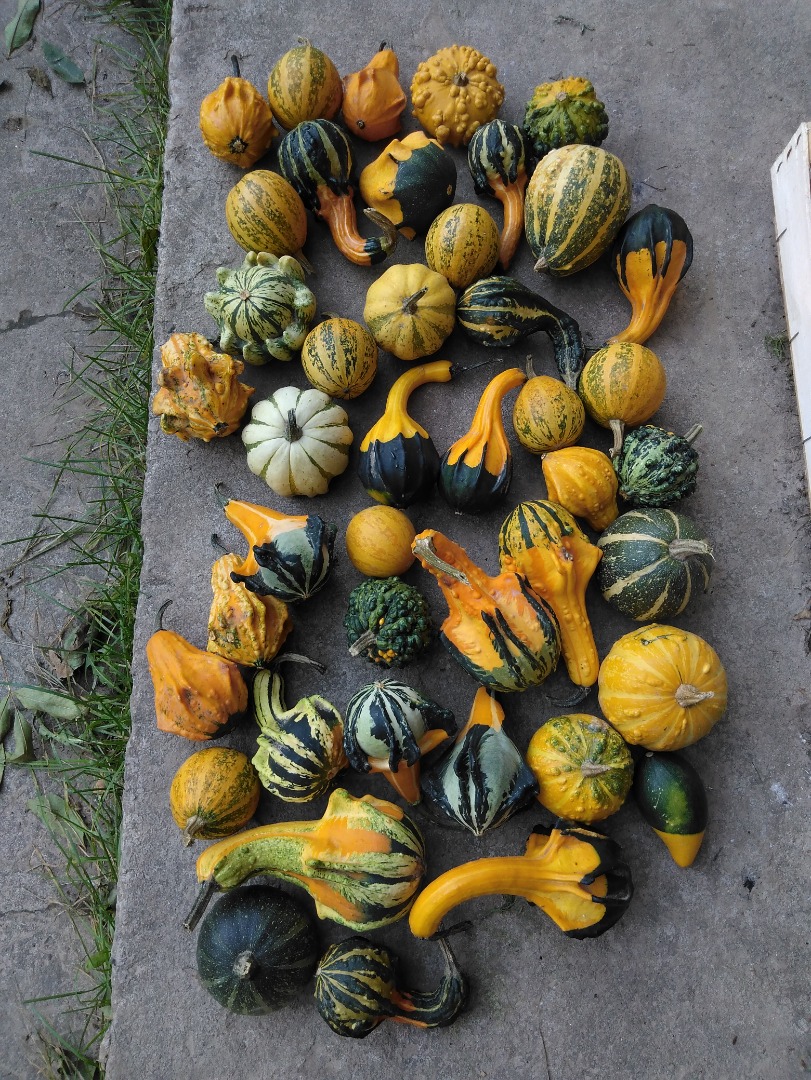 Venderé una calabaza decorativa, unas 1000 piezas, cerca de Wawrzeńczyce