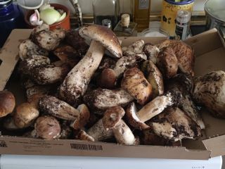 Boletus edulis recolectados en la sierra madrileña