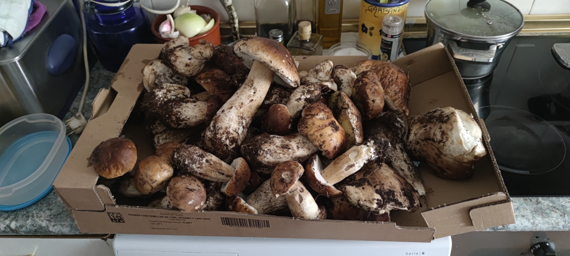 Boletus edulis recolectados en la sierra madrileña