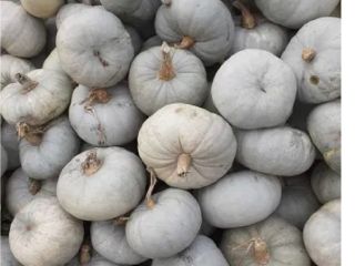 COCINAR CALABAZA
