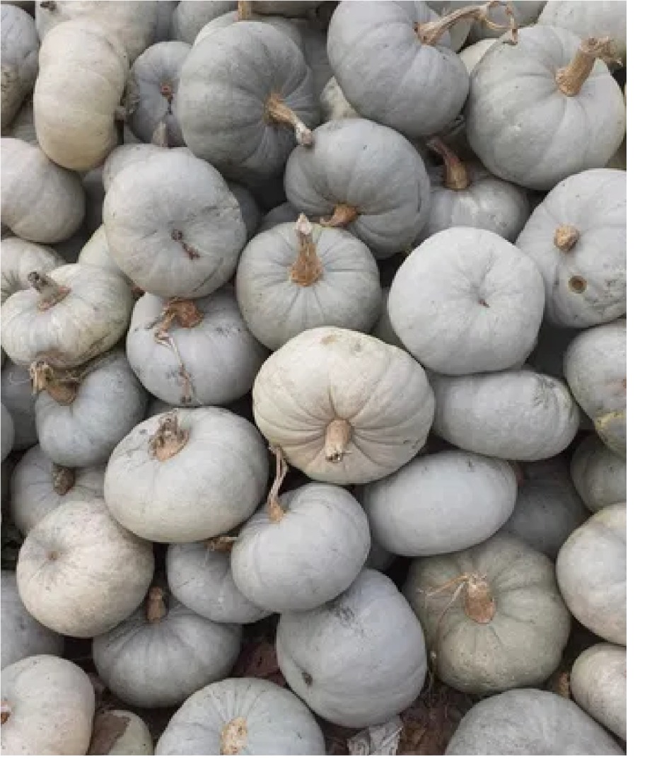COCINAR CALABAZA