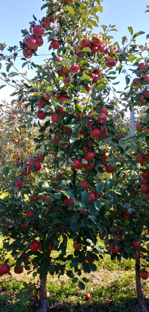 Venderé manzanas, ligol, shampoo, prince, gala y otros