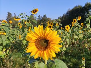 Venderé flor cortada de girasol, diferentes tamaños posibles a