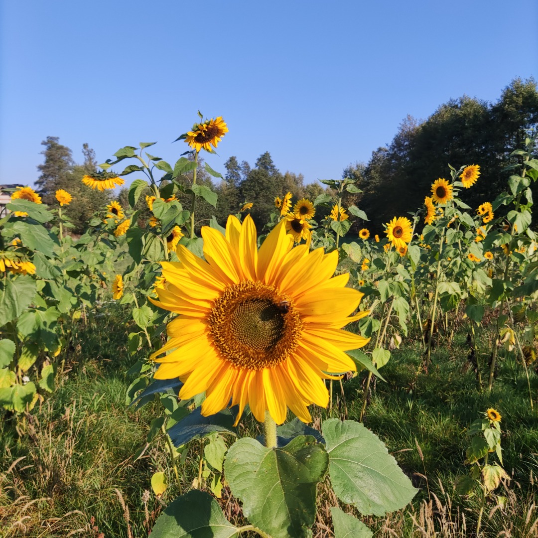Venderé flor cortada de girasol, diferentes tamaños posibles a negociar