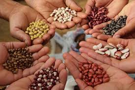 Frijoles al por mayor