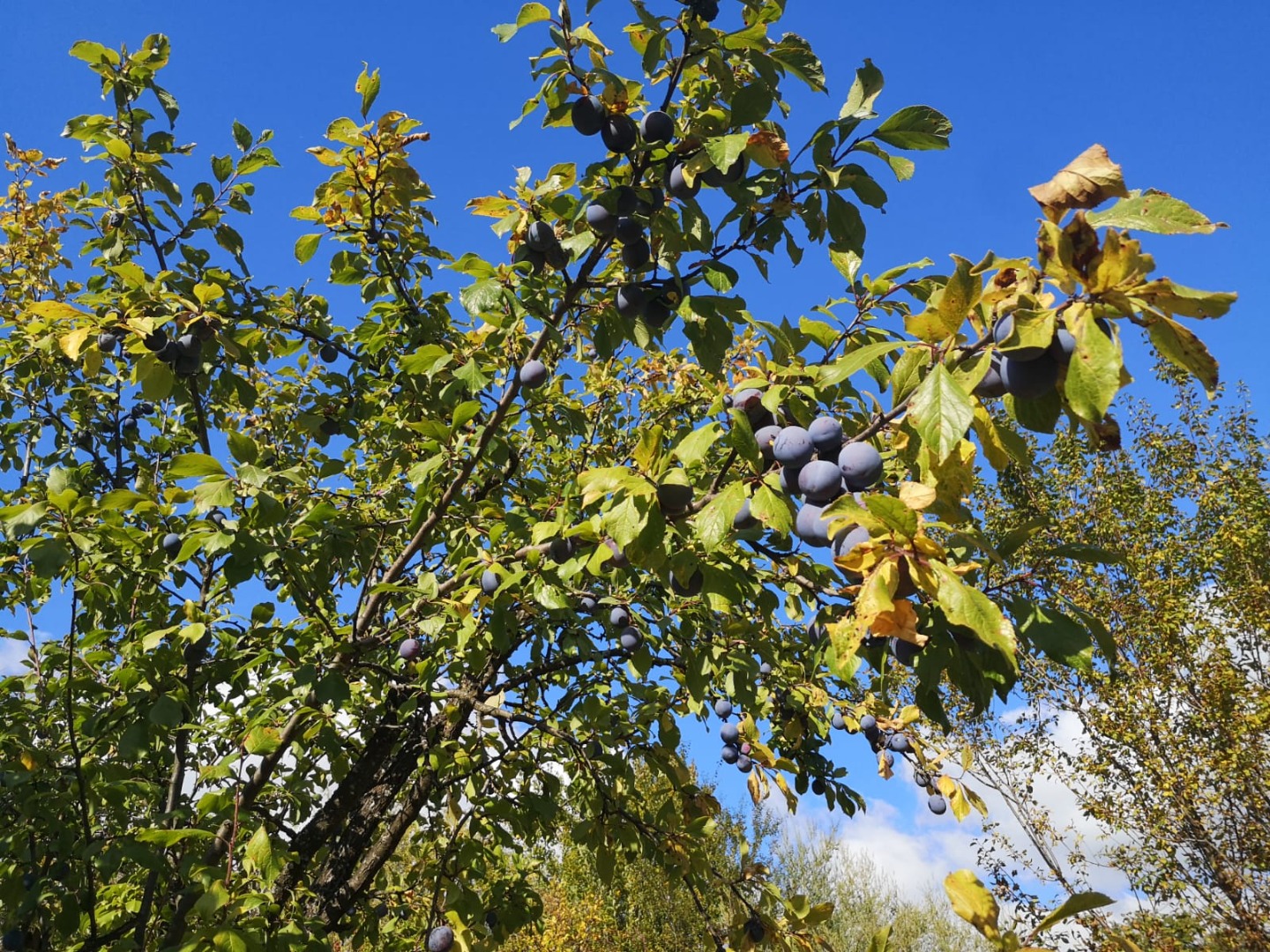 ¡Hola! Vendo ciruelas de las siguientes variedades: tul, eneldo y grasa