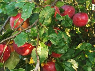 La variedad es Florina, no bozal. Las manzanas son