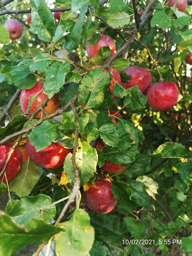 La variedad es Florina, no bozal