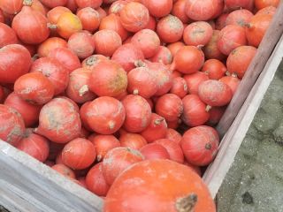 Venderé una calabaza de Hokkaido orgánica, calibre pequeño, hasta