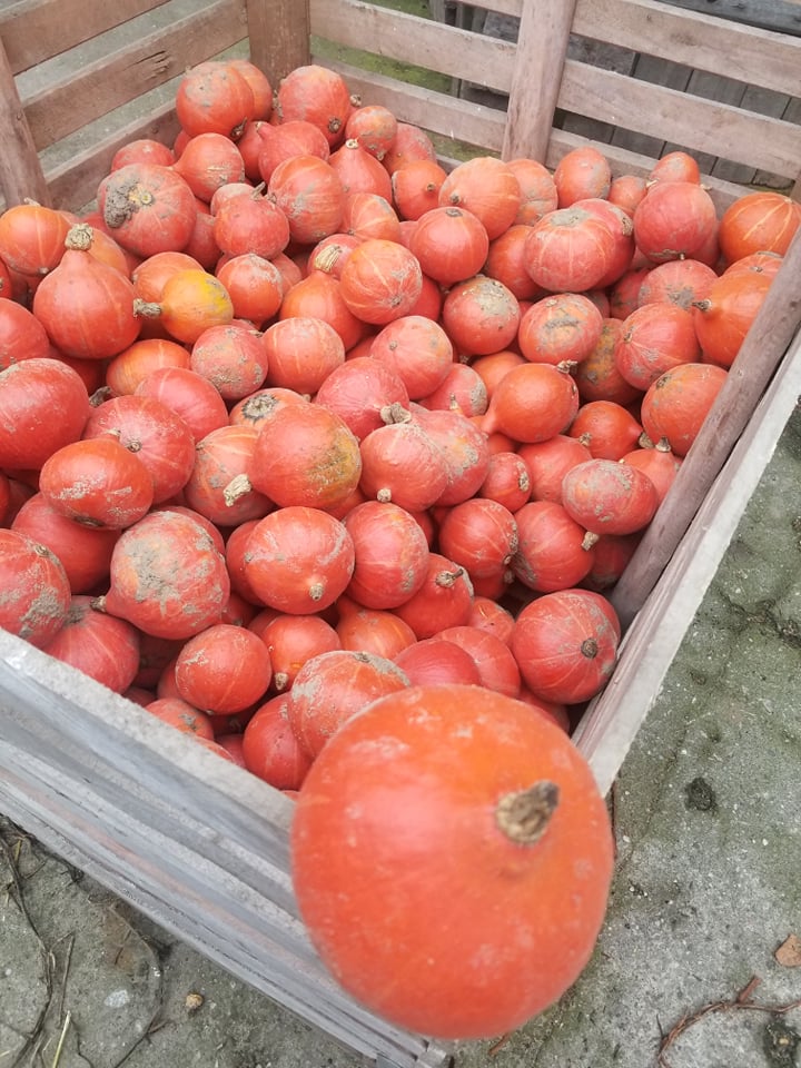 Venderé una calabaza de Hokkaido orgánica, calibre pequeño, hasta 0,5 kg