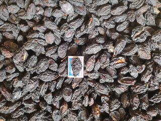 Venda ciruelas pasas orgánicas con y sin símbolos detalles