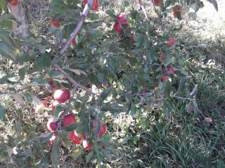 Vendemos grandes cantidades de manzanas rumanas: Ionatan, Florina, Idared