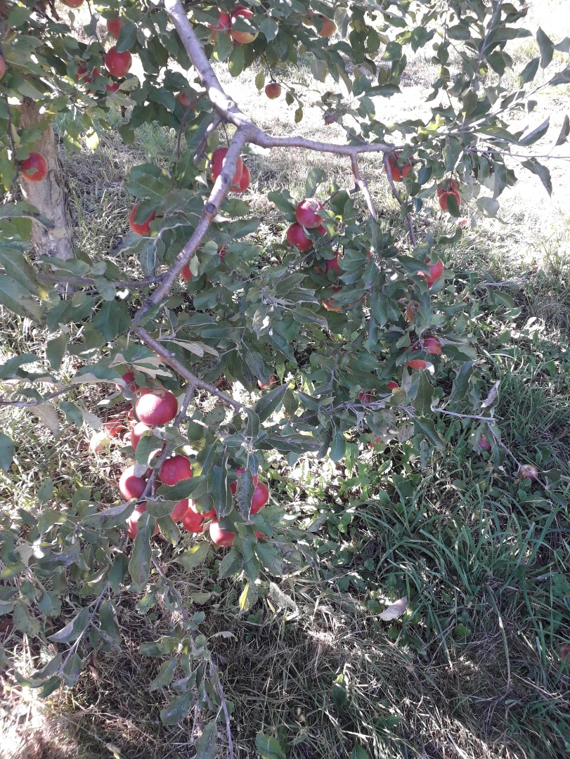 Vendemos grandes cantidades de manzanas rumanas: Ionatan, Florina, Idared