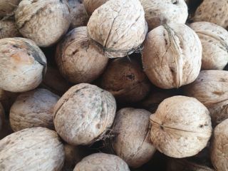 Venderé nueces medianas de este año, buen precio 15