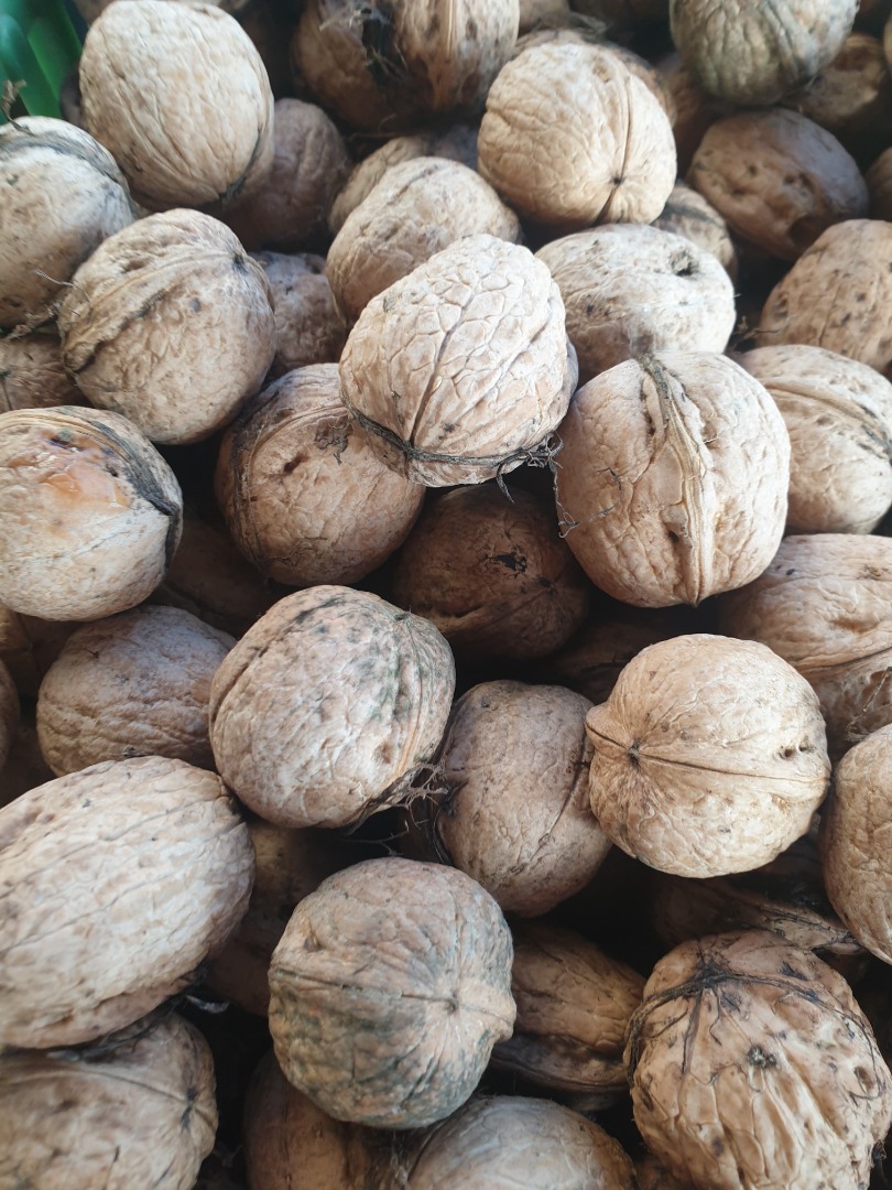 Venderé nueces medianas de este año, buen precio 15 PLN por kg