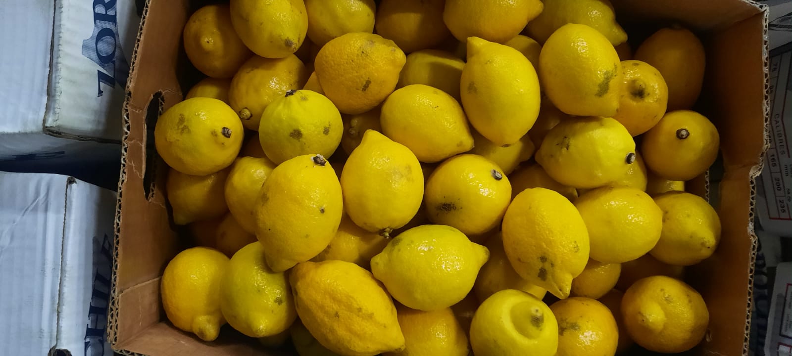 Venderé un limón de 2ª clase (con pequeñas imperfecciones, daño mecánico que no afecta la calidad de la fruta), envasado en cartones de 10 o 15 kg