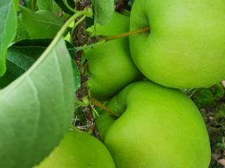 Hola. Tengo Golden Delicious 100t, Red Jonaprince Select 2