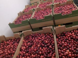 Venderé arándanos de frutos grandes.