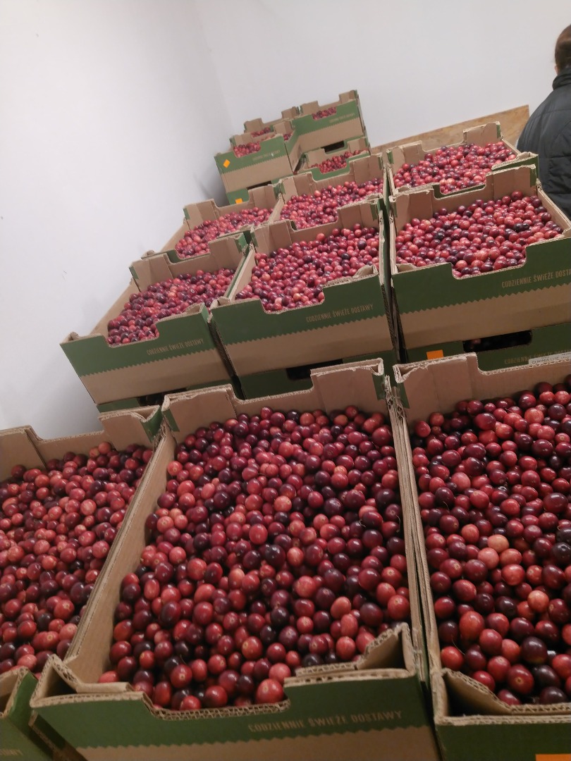 Venderé arándanos de frutos grandes
