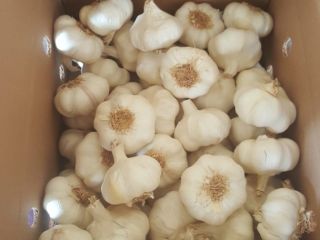 We are producers and exporters of garlic and onion
