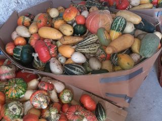 Venderé calabazas decorativas, diferentes variedades. Más información por teléfono.