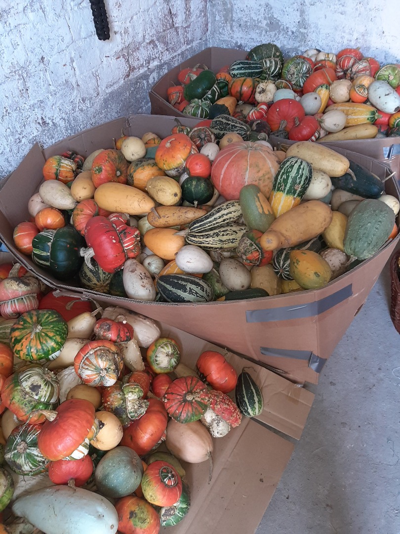 Venderé calabazas decorativas, diferentes variedades