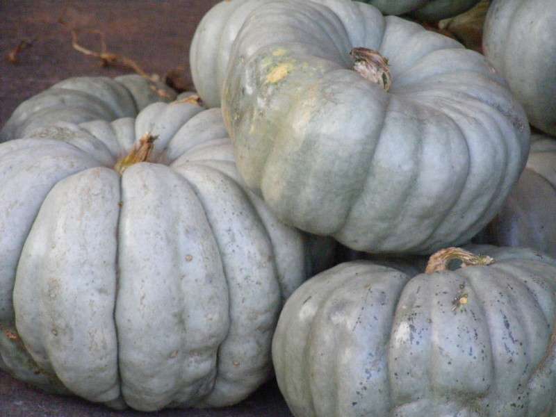 Hola, tenemos 20 toneladas de calabazas blancas a la venta