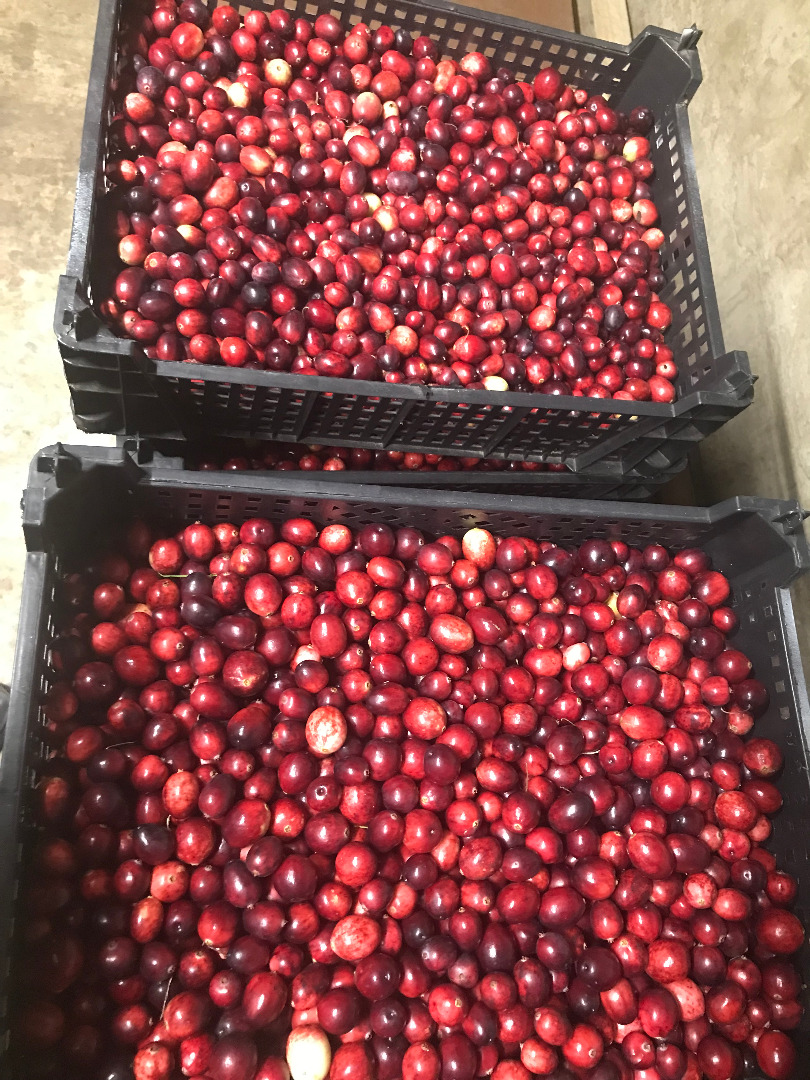 Venderé arándanos de mi propia plantación