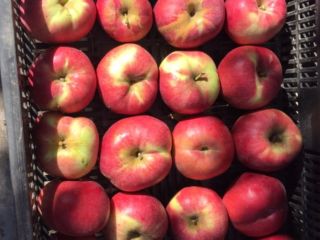 Vendo varias manzanas ecológicas (Starkrismon, golden, Idoren, Jonathan, Jonagold,