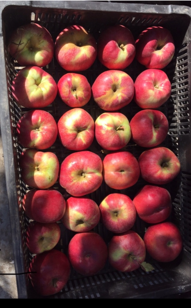 Vendo varias manzanas ecológicas (Starkrismon, golden, Idoren, Jonathan, Jonagold, Generos from the orchard desde hace 5 años