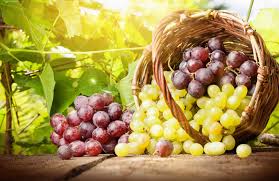 Vendo las siguientes variedades de uva, ideales para la elaboración de vino y mosto durante este período: => Chasselas (uvas de mesa) => Riesling => Fetească