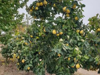 Más de 1000 kg de membrillo, aromático, natural, sin