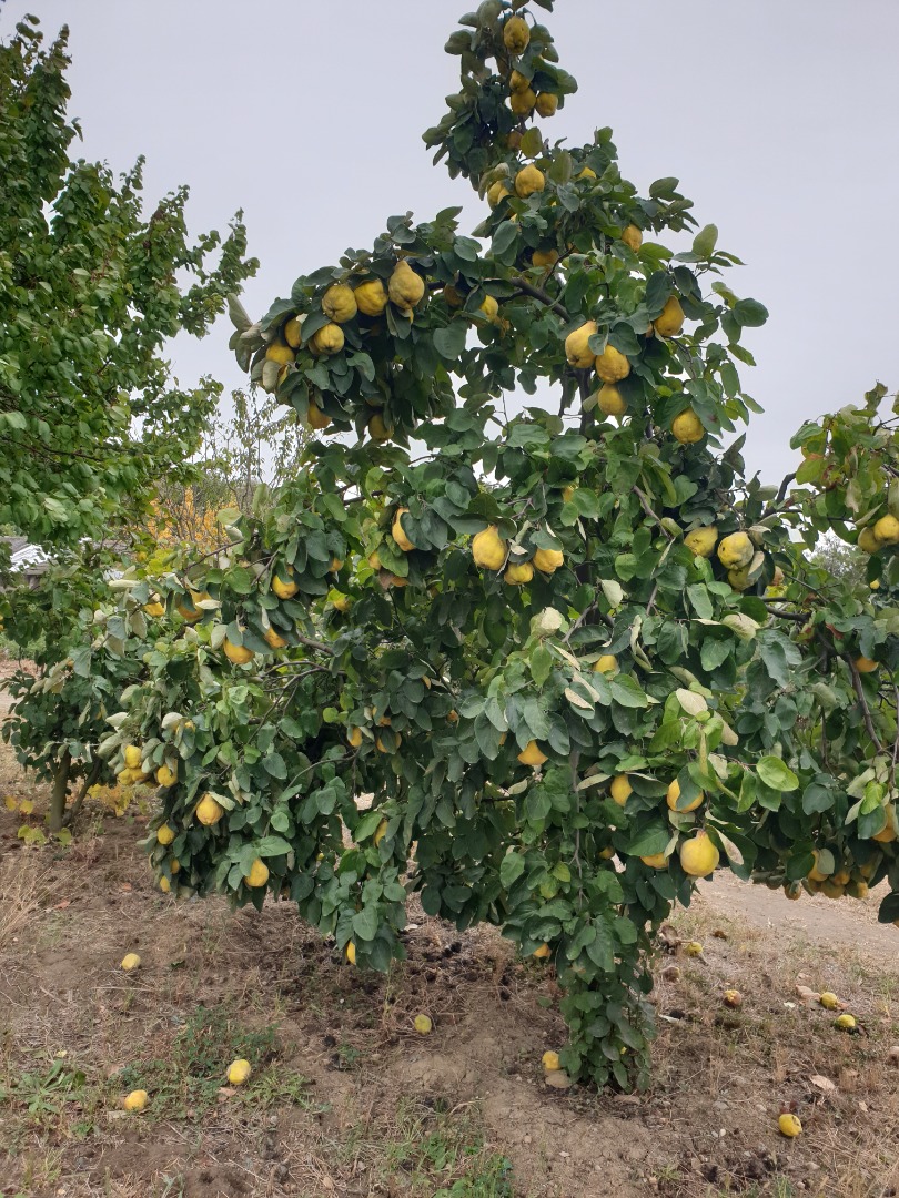 Más de 1000 kg de membrillo, aromático, natural, sin clasificar, a la venta