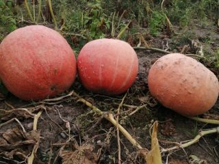 Hola, vendo calabazas hokkaido, bambino gomez y moscatel
