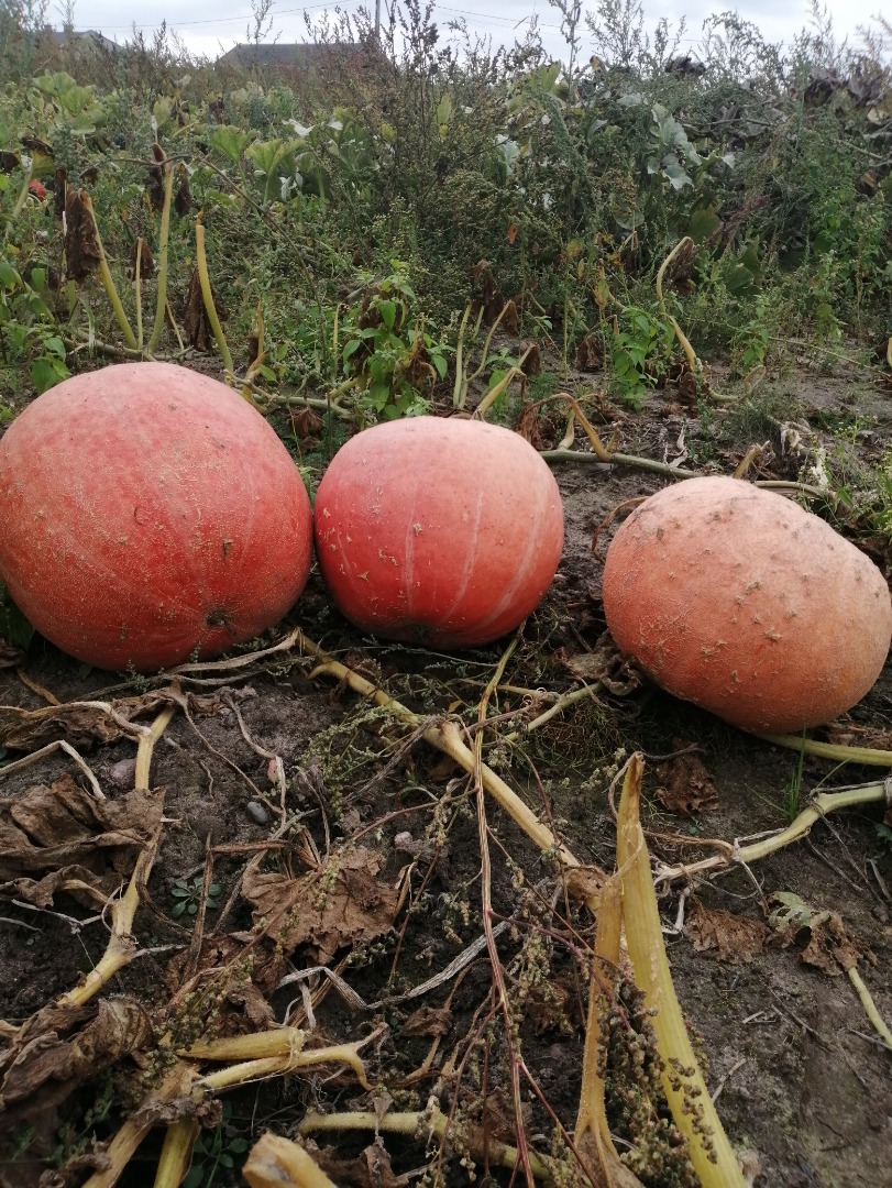 Hola, vendo calabazas hokkaido, bambino gomez y moscatel