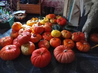 Venderé una calabaza de mi propia granja durante el