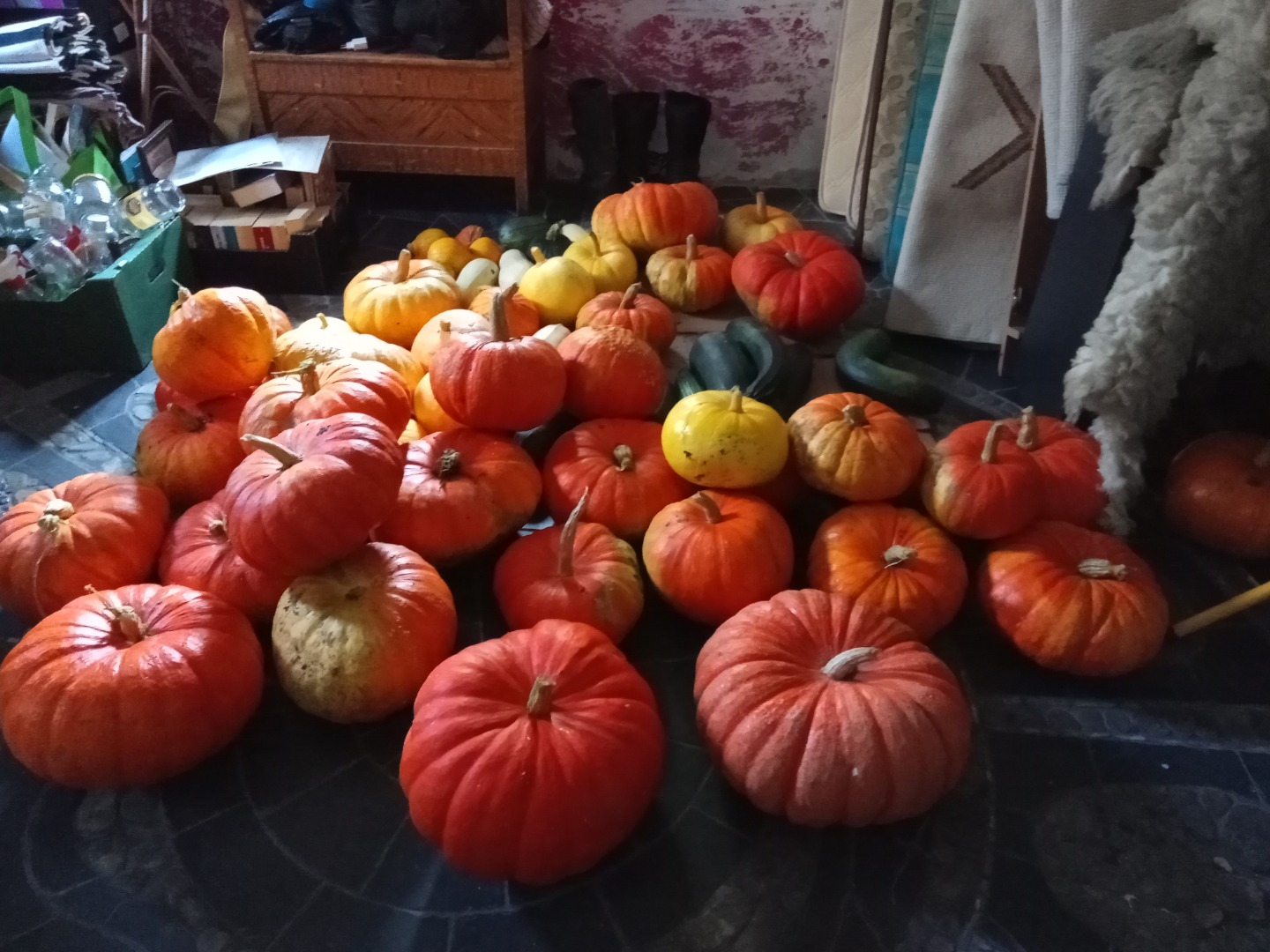 Venderé una calabaza de mi propia granja durante el período de conversión