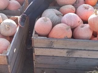 Venderé una calabaza hokkaido alrededor de 2 toneladas 0.9