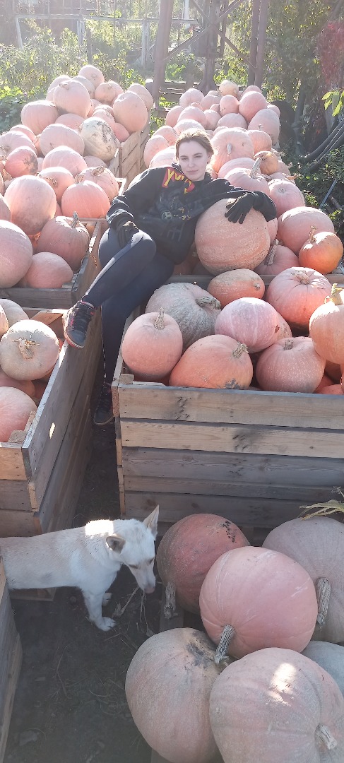 Venderé una calabaza hokkaido alrededor de 2 toneladas 0.9 PLN por kg y una calabaza Bambino 0.35 gros por kg