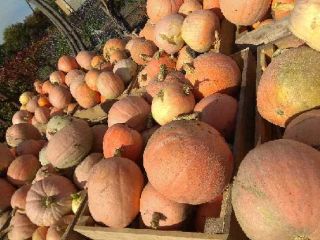 Venderé una calabaza BAMBINO 0,30 gr por kg y