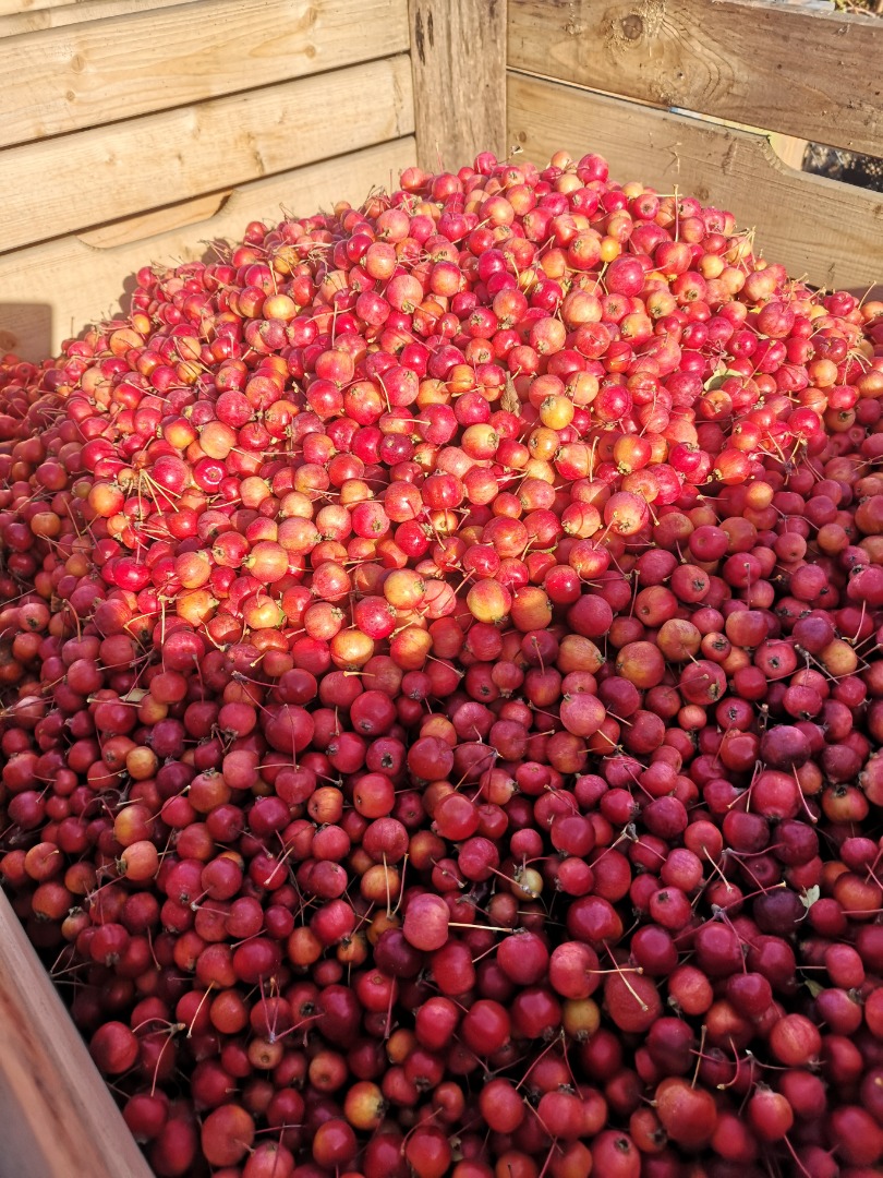 Venderé manzanas Rajskie Bio