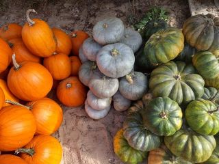 Venta de calabazas - varias variedades. Calabazas como Halloween,