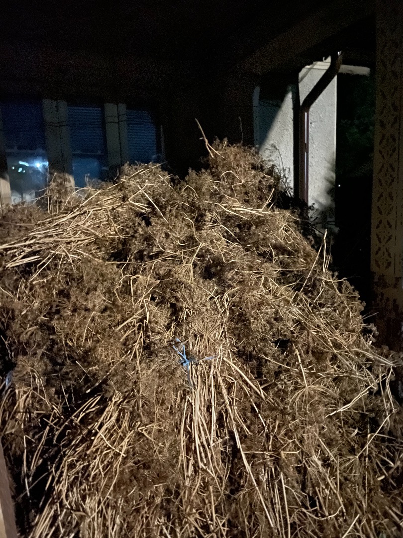 Vendo grandes manojos de eneldo seco por 30 lei