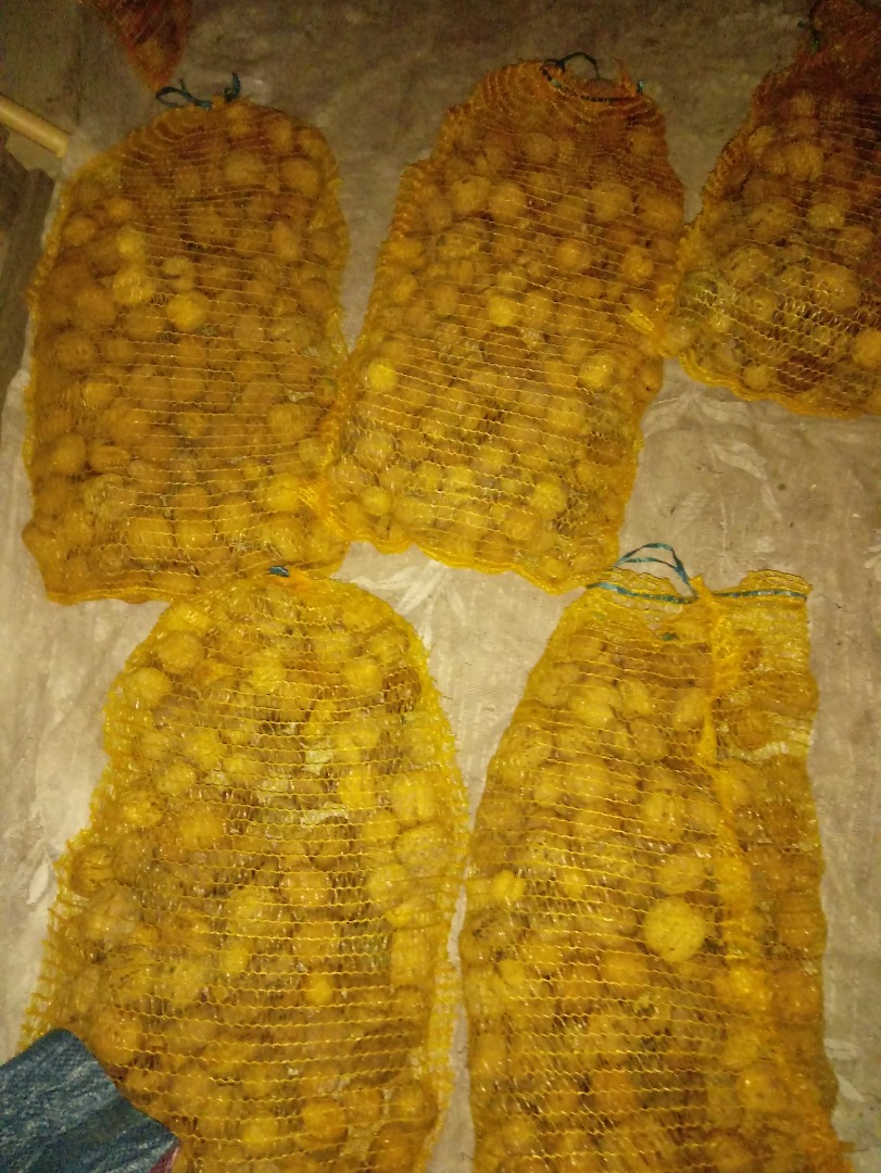 Venderé nueces Jacki, grandes, 60 kg y pequeñas, 2 zlotys